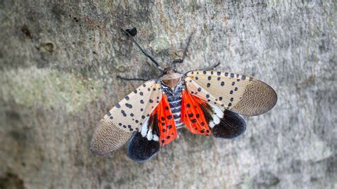 Spotted lanternfly: Should you be worried about them?